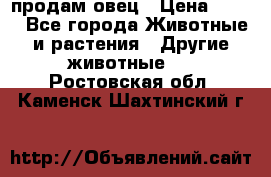  продам овец › Цена ­ 100 - Все города Животные и растения » Другие животные   . Ростовская обл.,Каменск-Шахтинский г.
